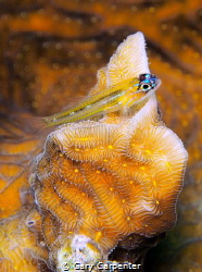 Peppermint goby (Coryphopterus lipernes) - Picture taken ... by Gary Carpenter 